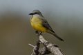 Tropical Kingbird 2014-01-25_6